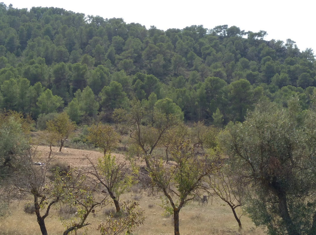 Plot of 5,020 square meters in terms of Abanilla