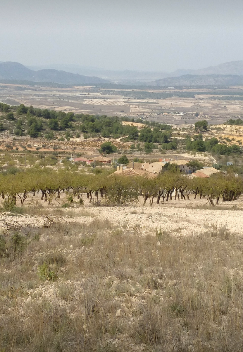 Terrace in land for sale in Abanilla