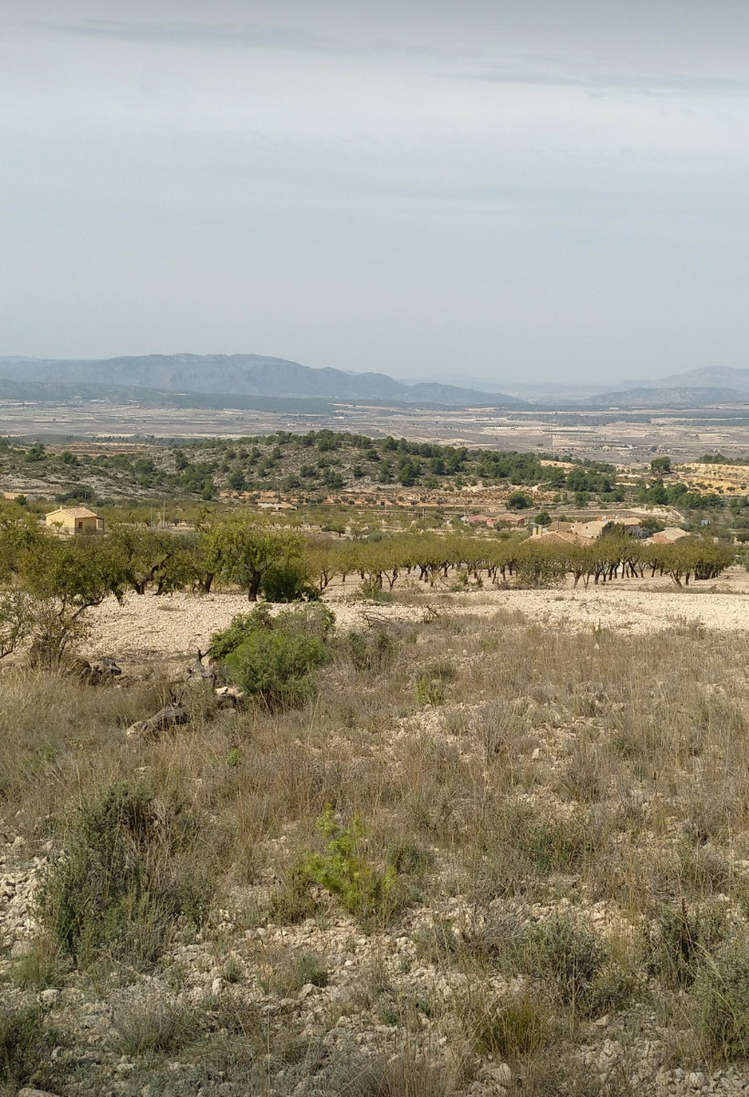 Pool area in land for sale in Abanilla