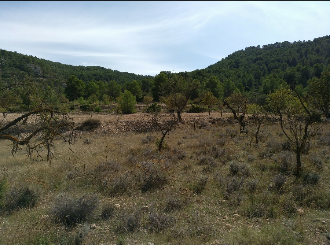 Garden in land for sale in Abanilla