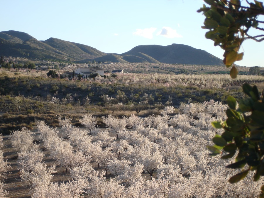 Bedroom in finca for sale in Lorca
