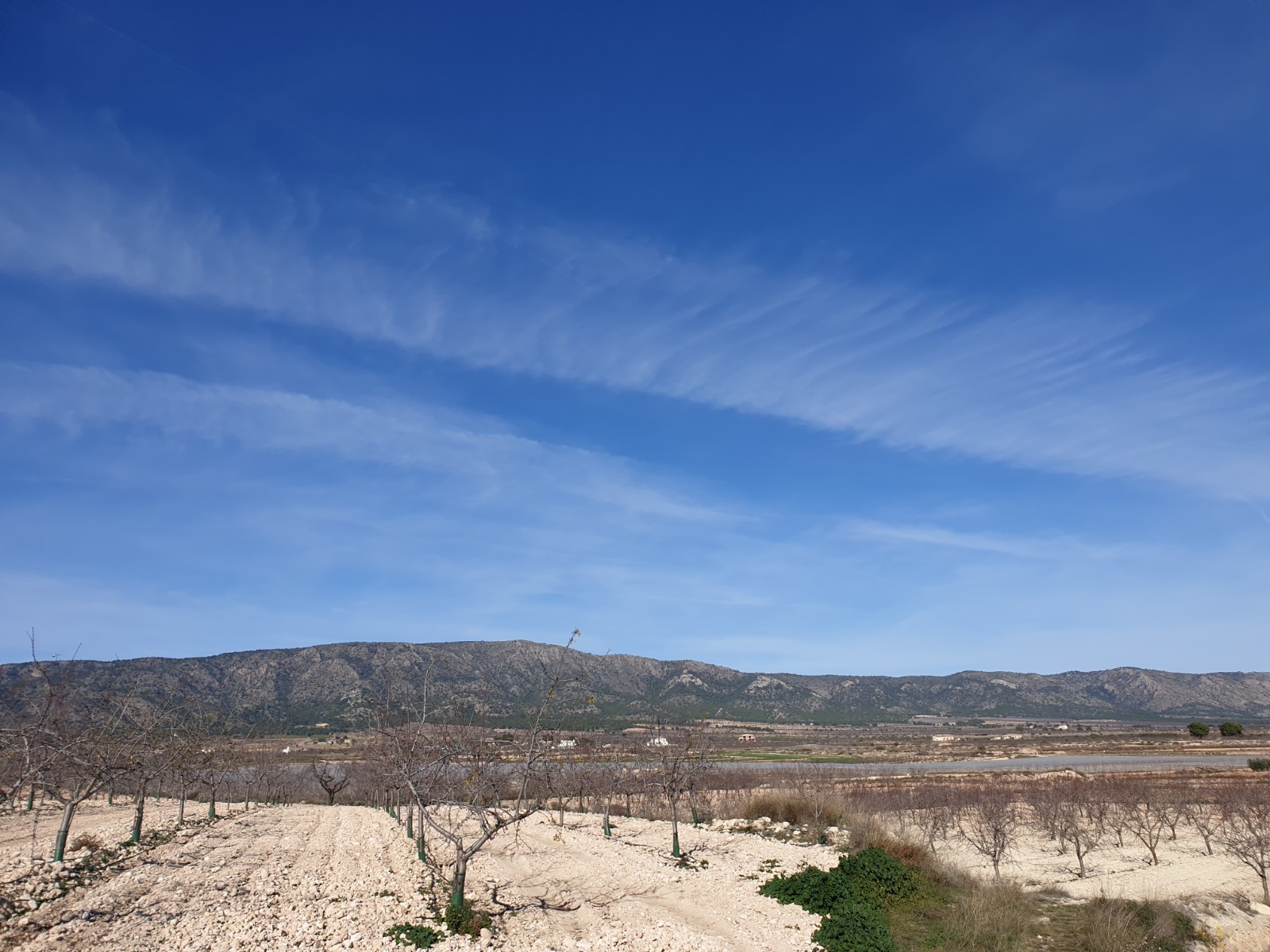 Terrace in land for sale in Pinoso