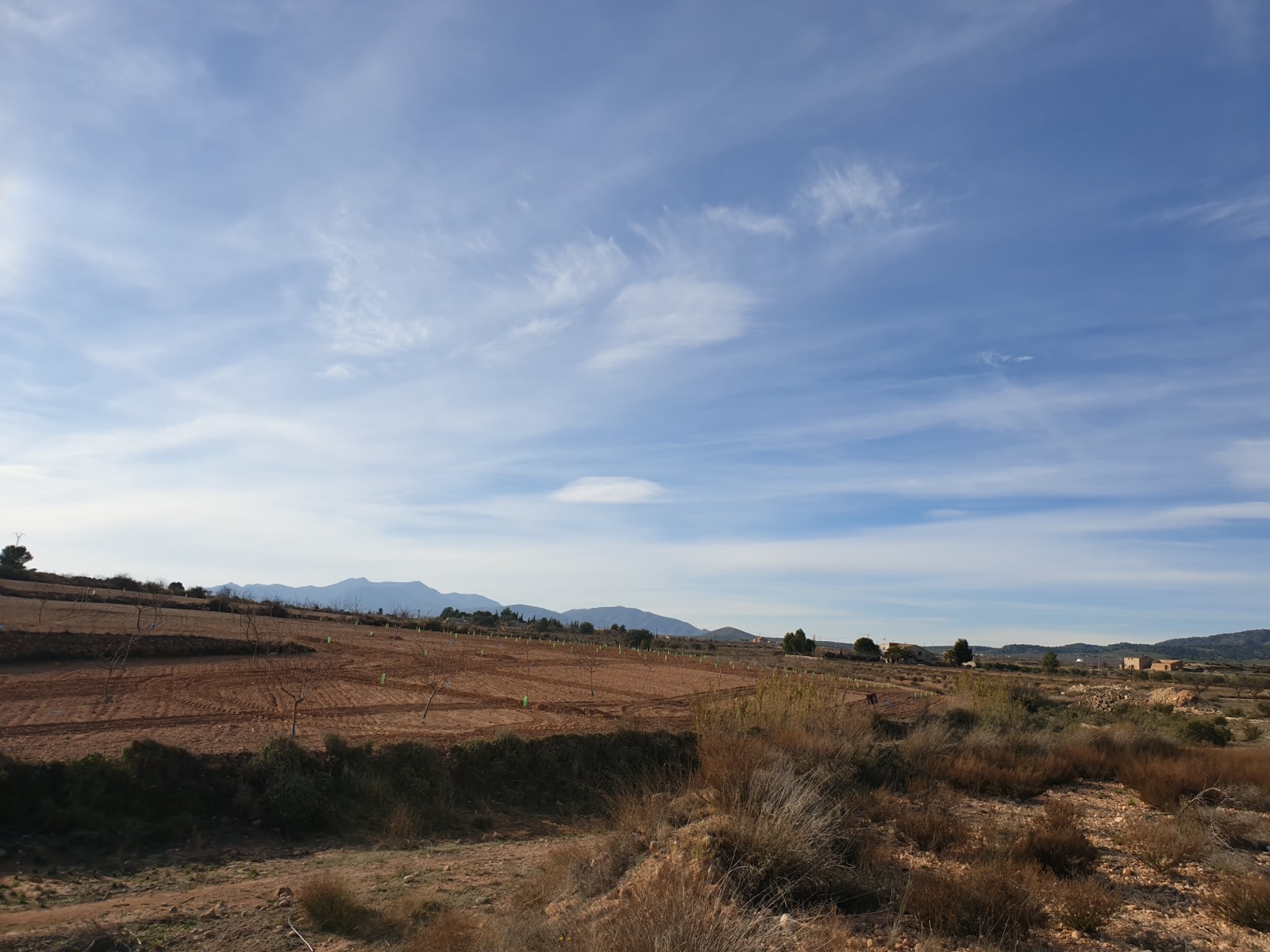 Exterior view in land for sale in Pinoso