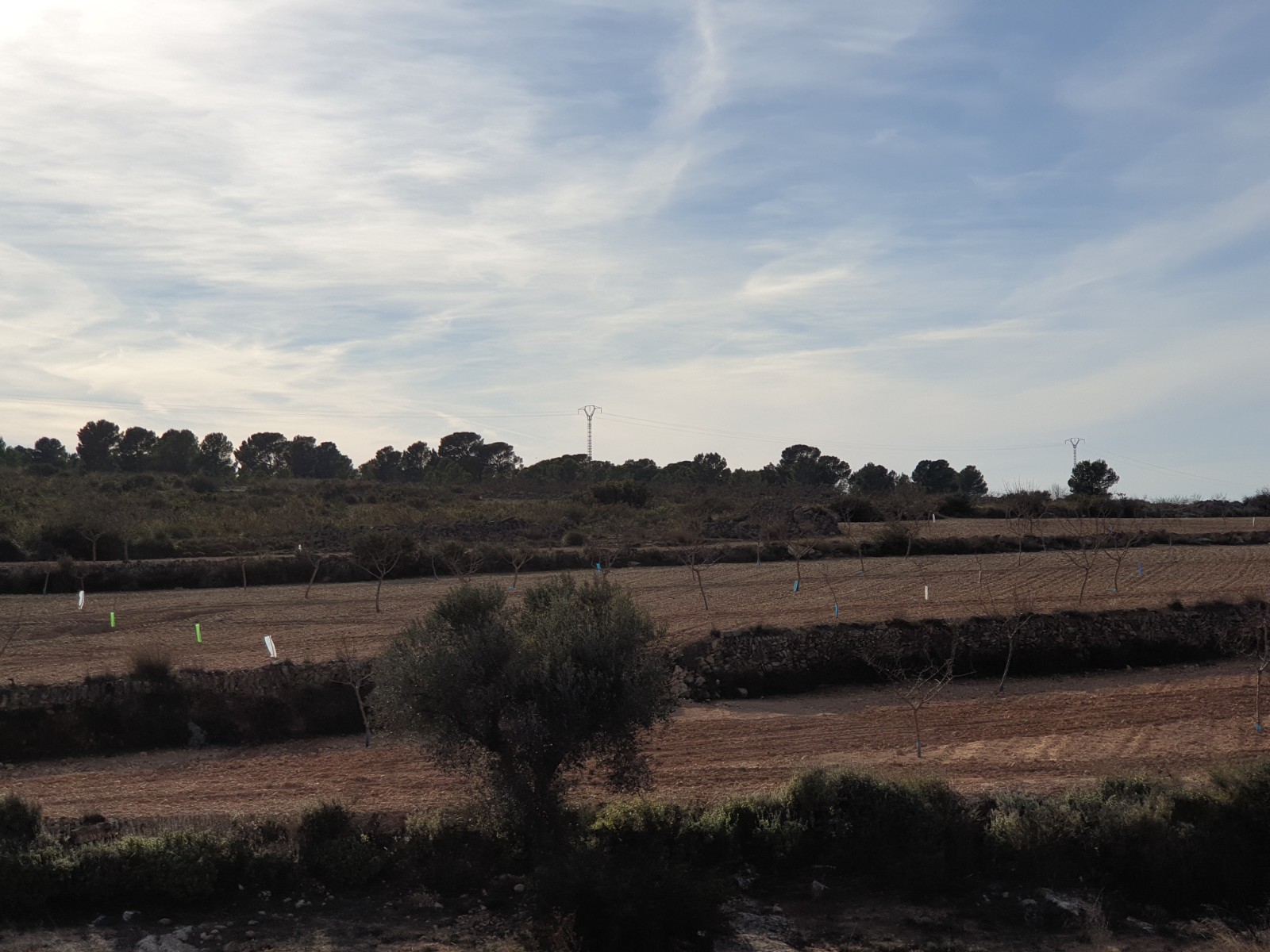 Bathroom in land for sale in Pinoso