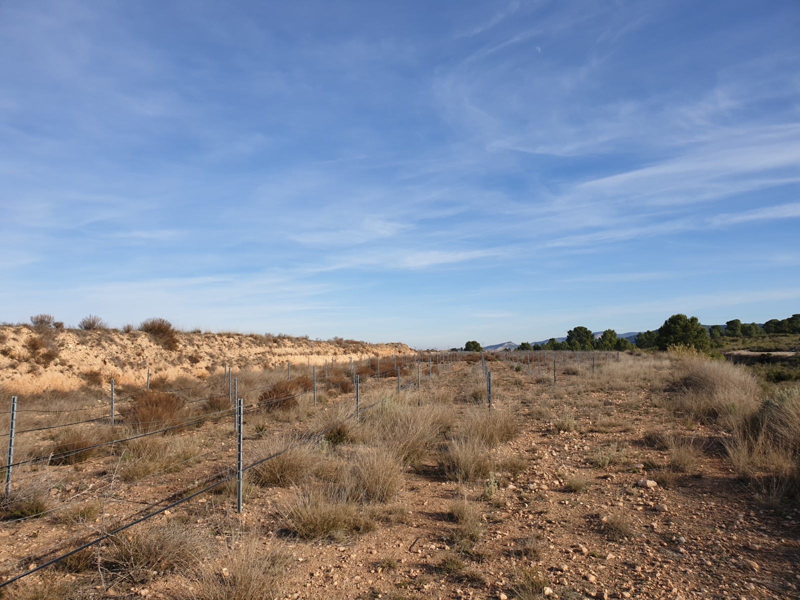 Terrace in land for sale in Pinoso