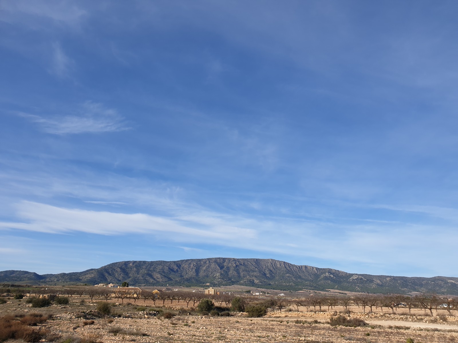 Garden in land for sale in Pinoso