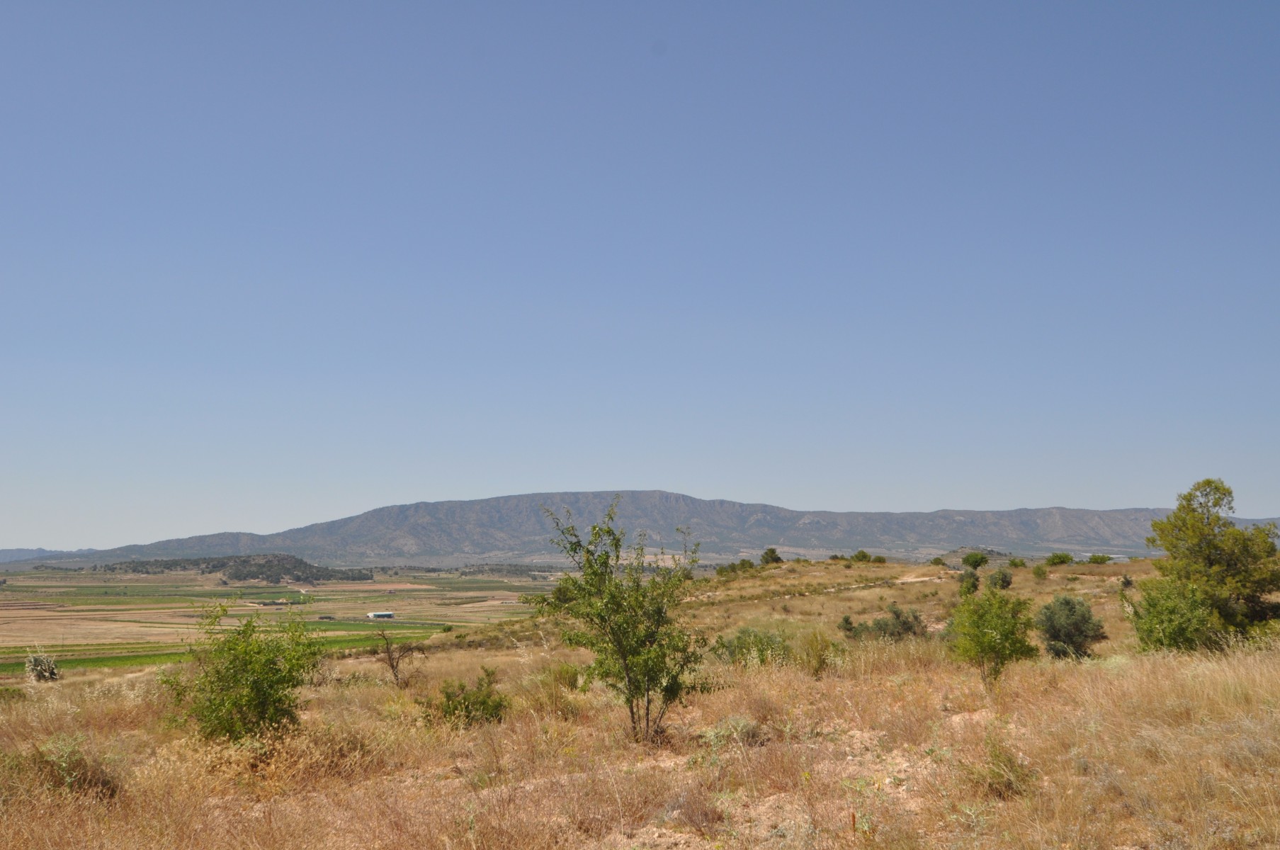 Garden in land for sale in Pinoso