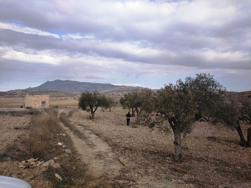 Terrace in land for sale in Torre Del Rico