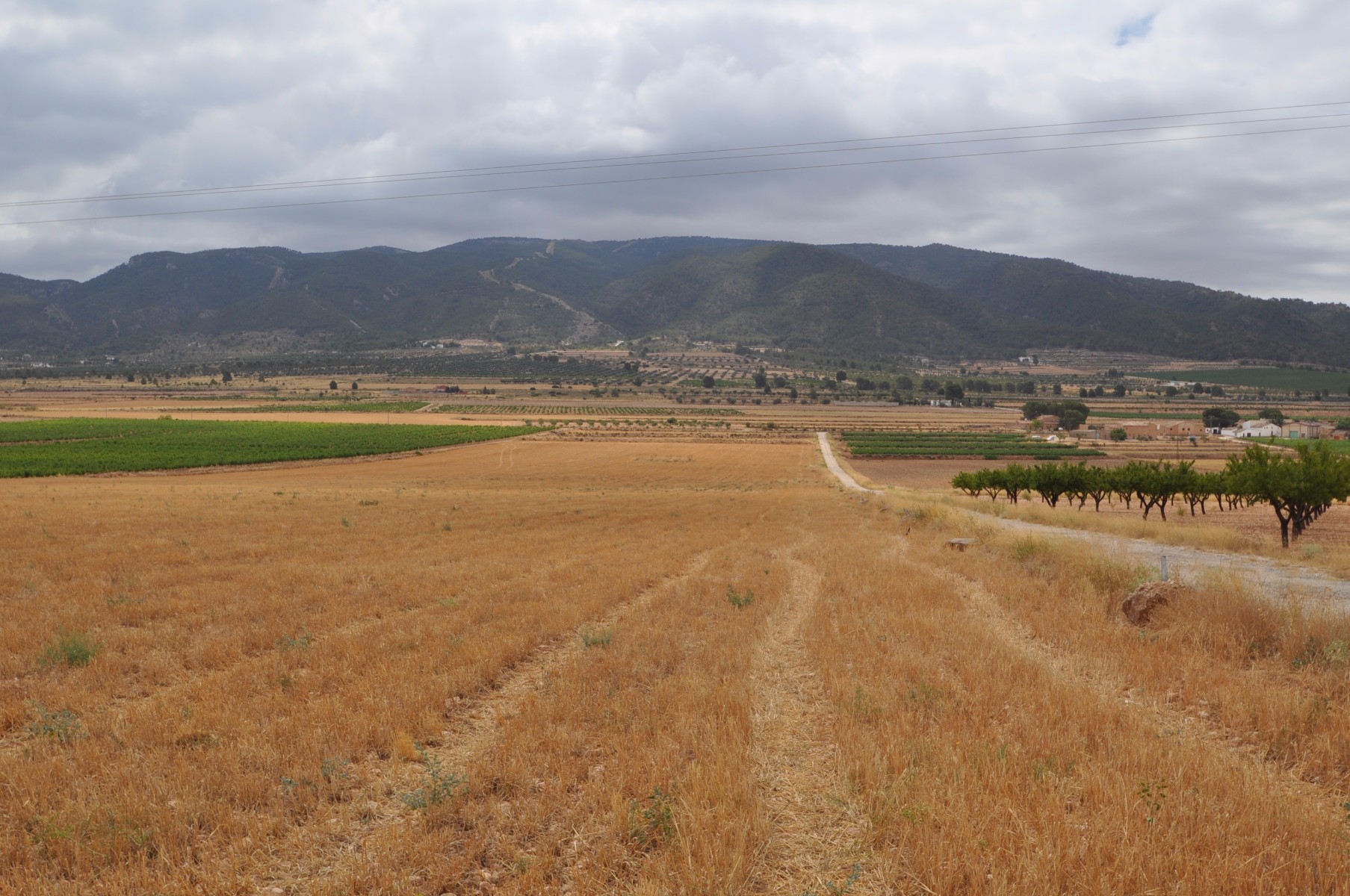 Garden in land for sale in Yecla