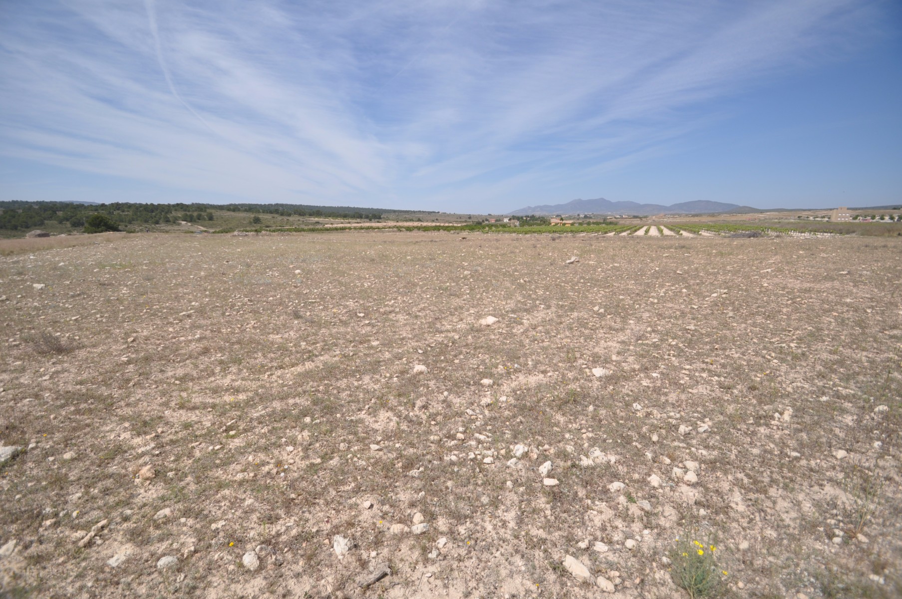 Terrace in land for sale in Pinoso