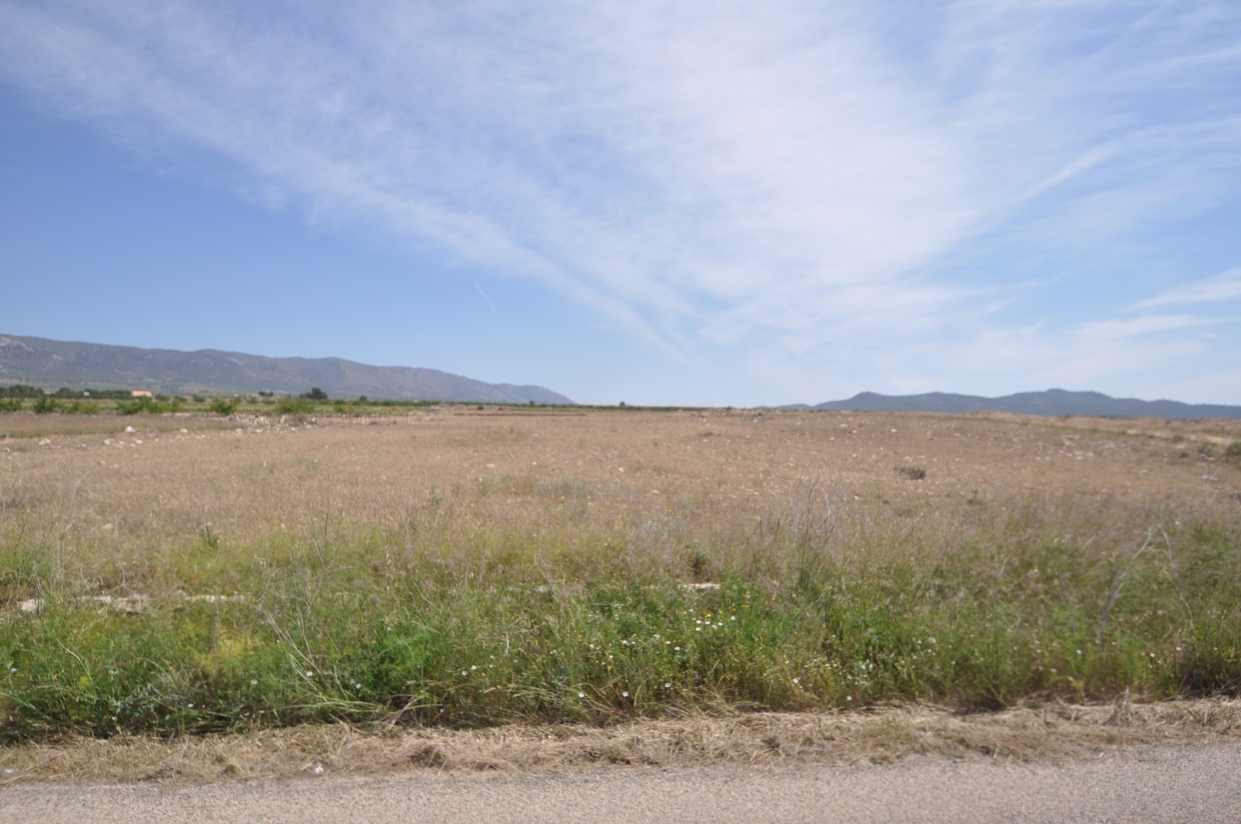 Garden in land for sale in Pinoso