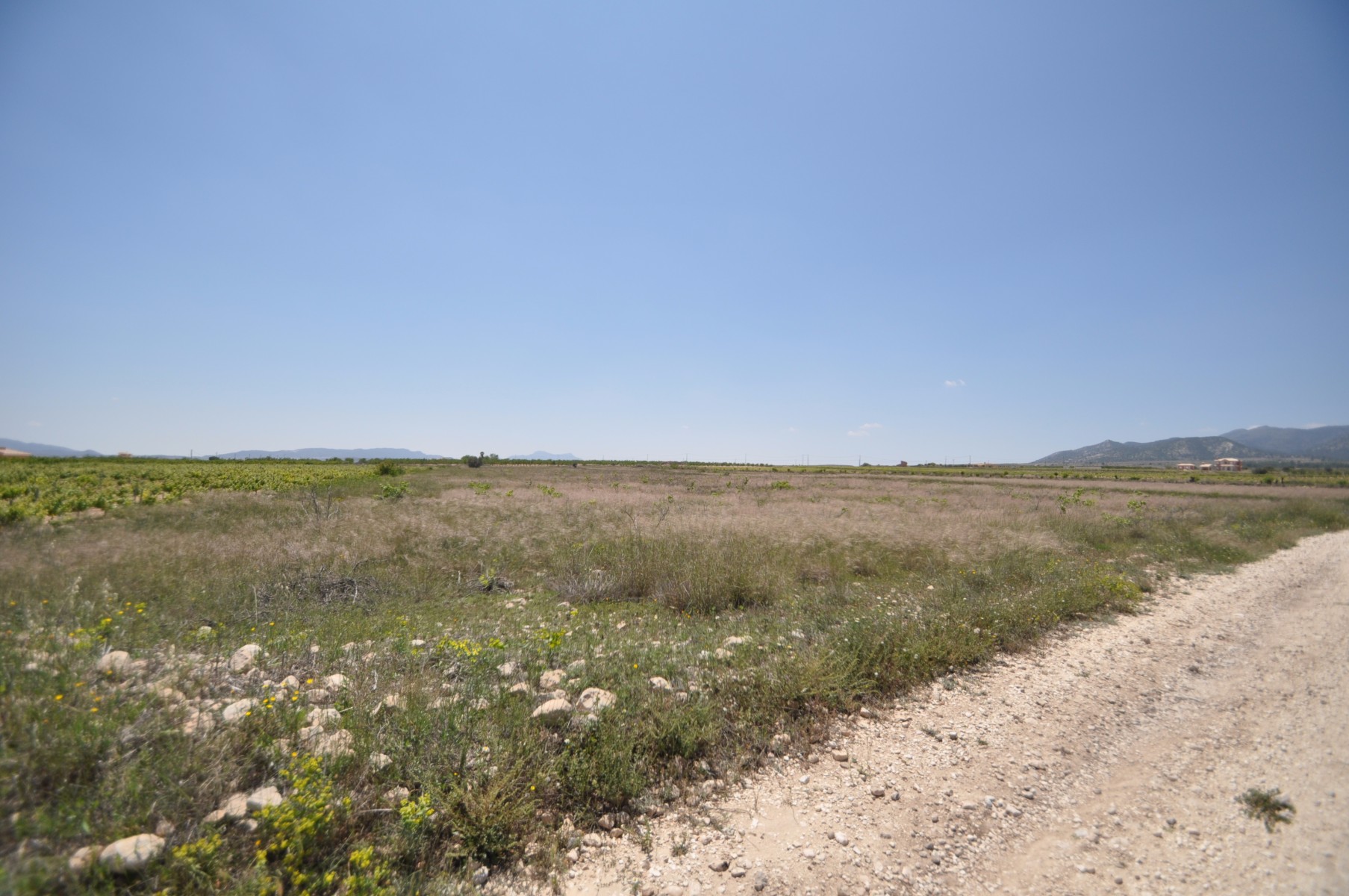 Exterior view in land for sale in Pinoso