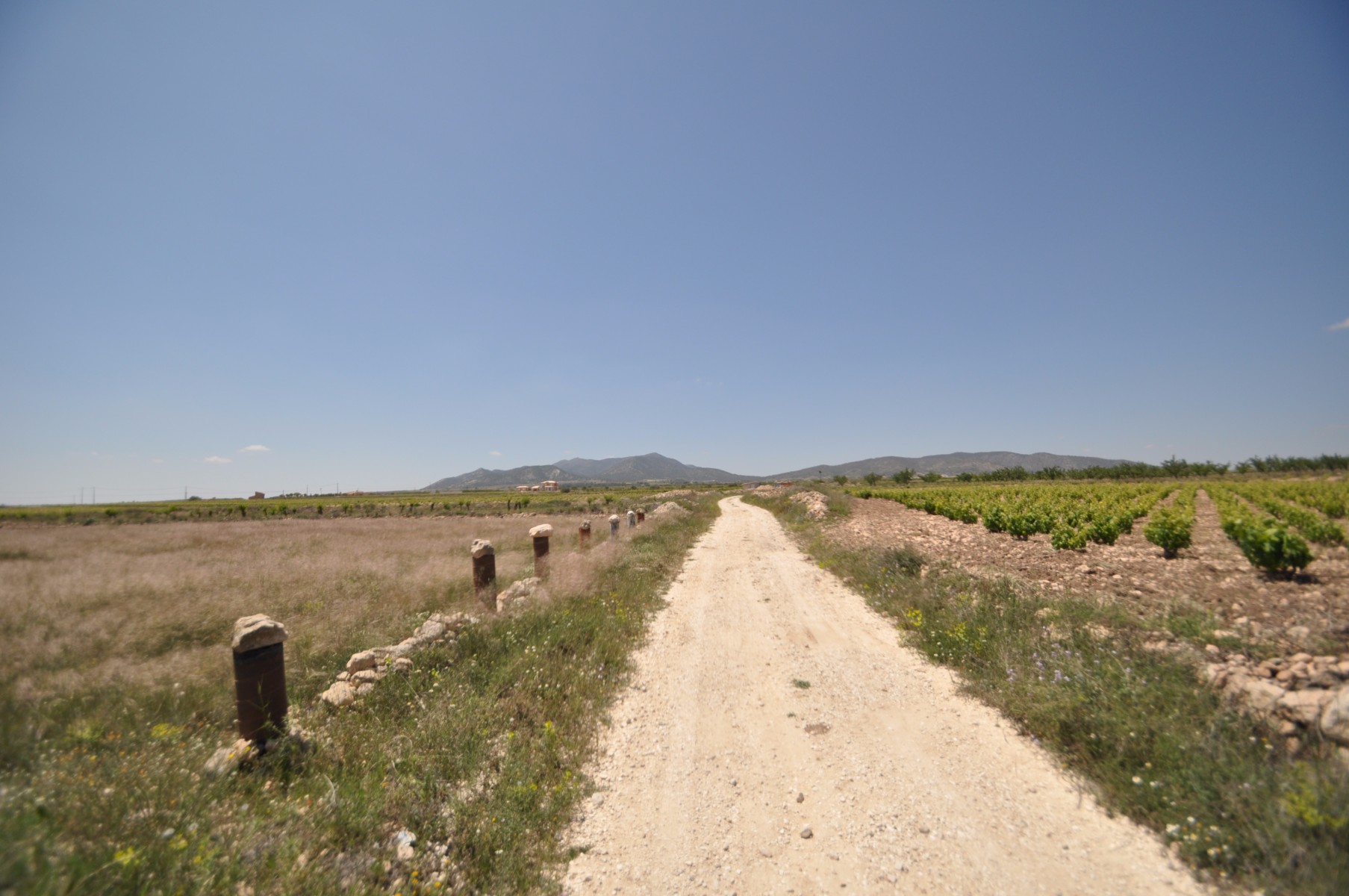 Kitchen in land for sale in Pinoso