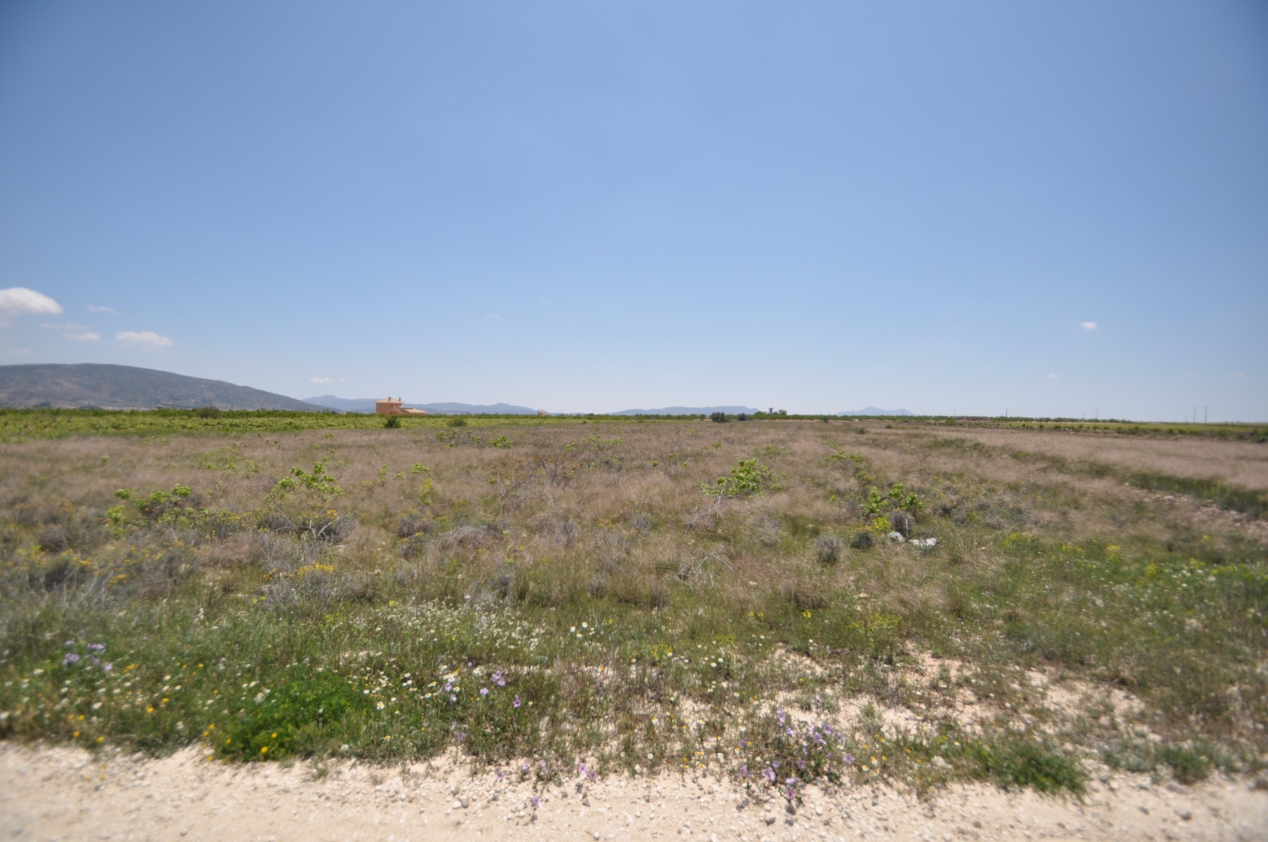Terrace in land for sale in Pinoso