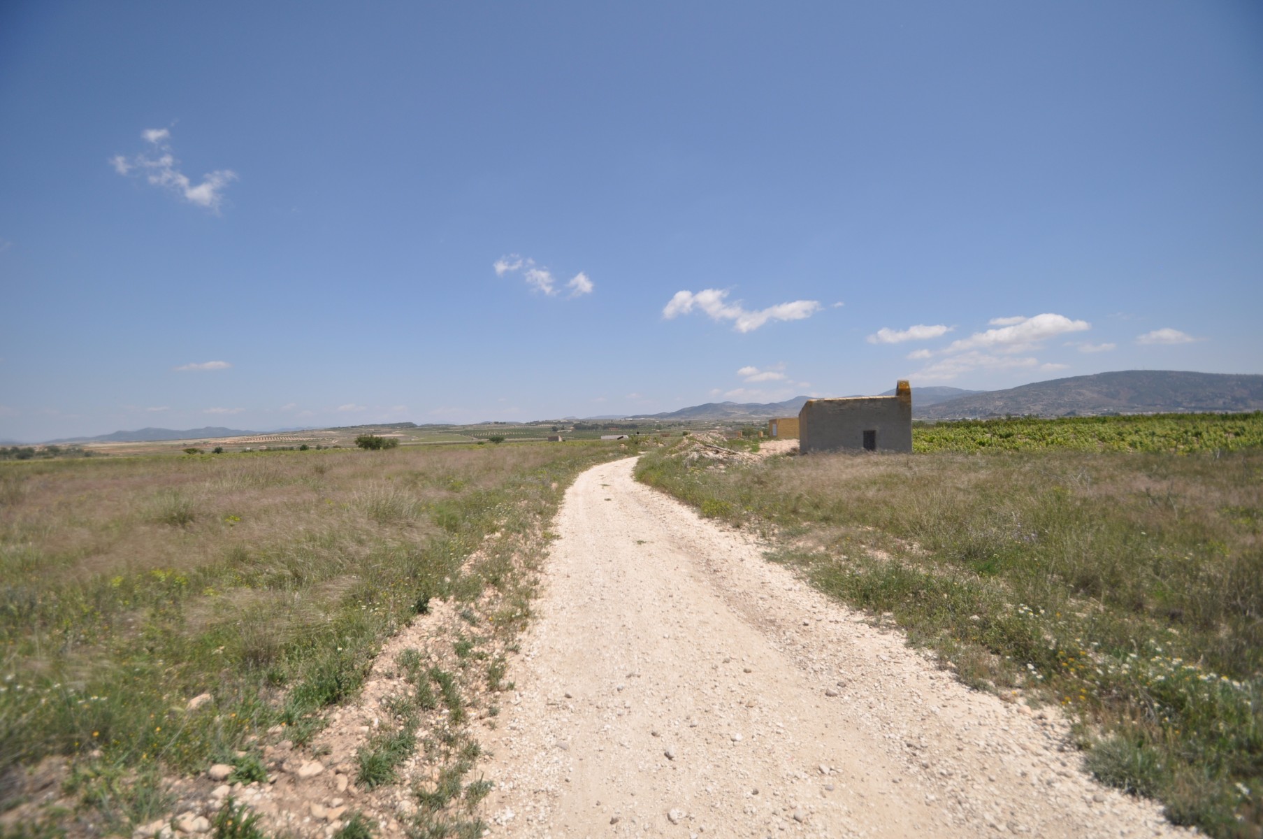 Garden in land for sale in Pinoso