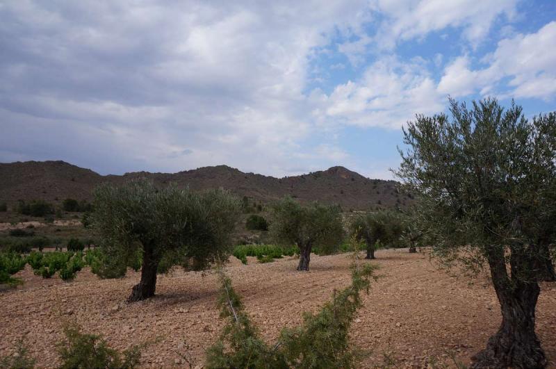 Terrace in land for sale in Yecla