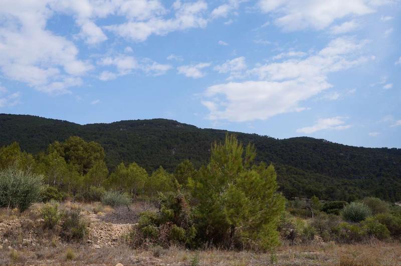 Pool area in land for sale in Yecla