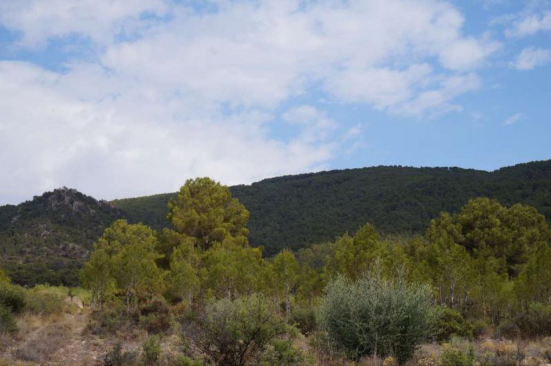 Garden in land for sale in Yecla
