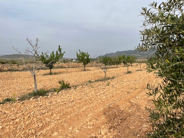 Kitchen in land for sale in Yecla