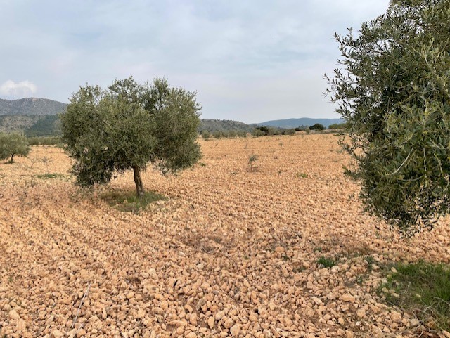Terrace in land for sale in Yecla