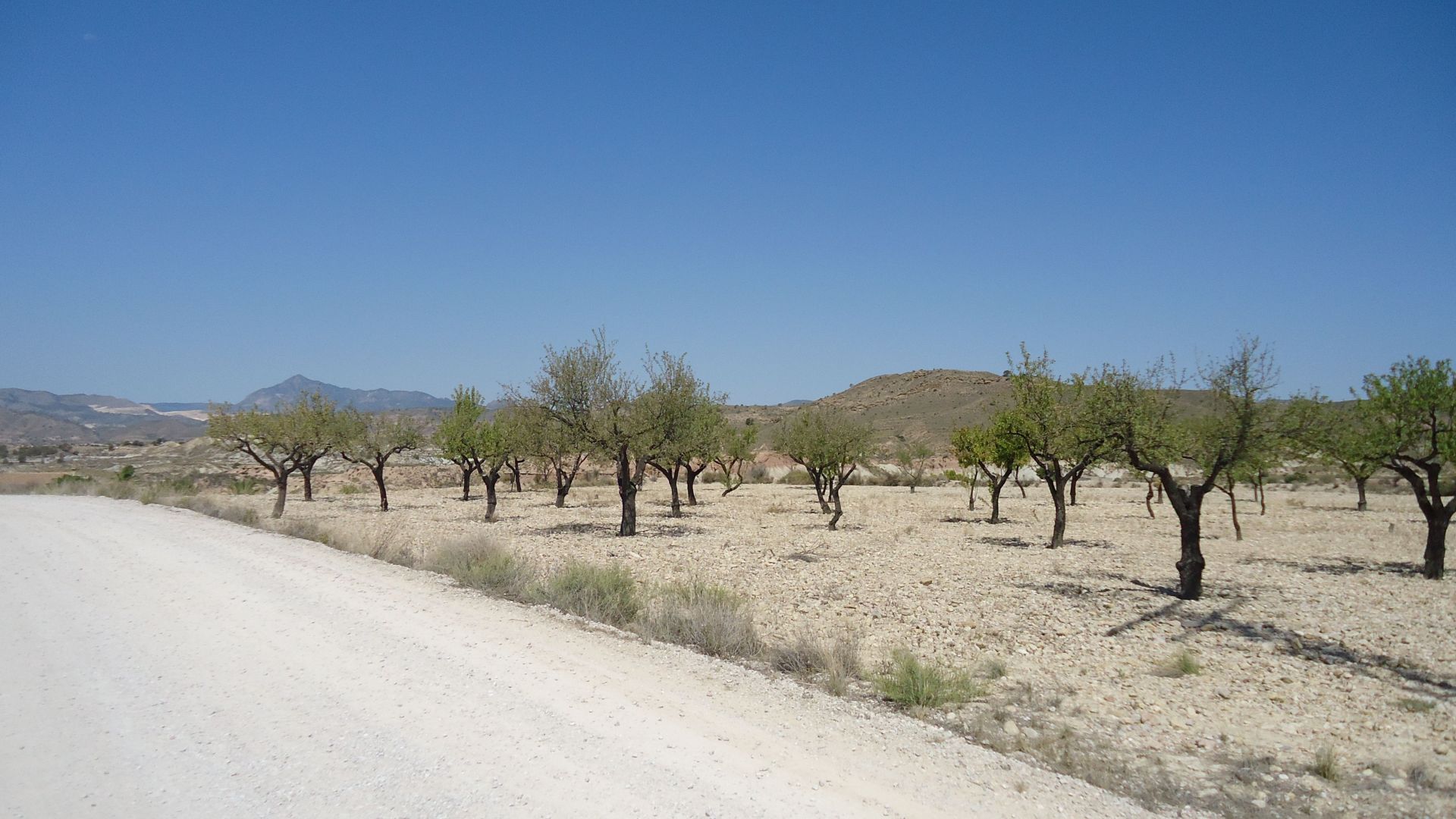 Pool area in land for sale in Abanilla