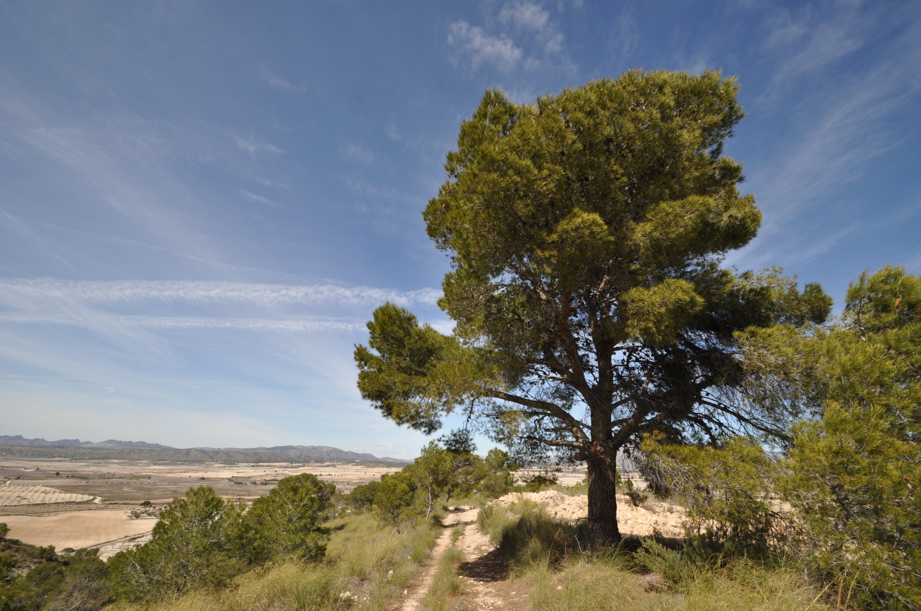 Garden in land for sale in La Zarza