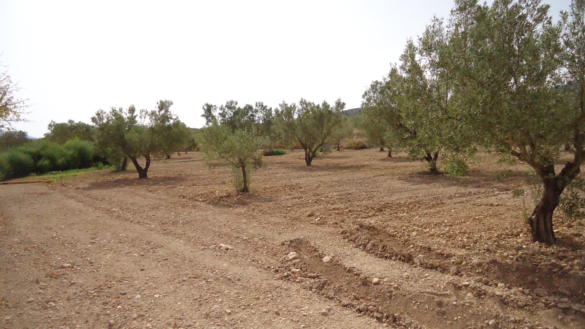 Garden in land for sale in Canada del Trigo