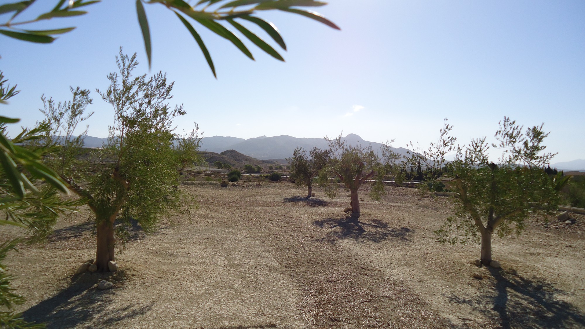 Garden in land for sale in Abanilla