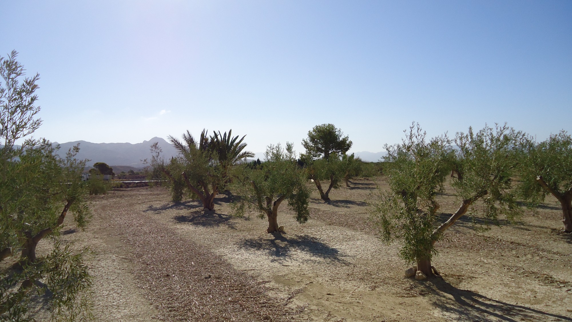 Dining area in land for sale in Abanilla
