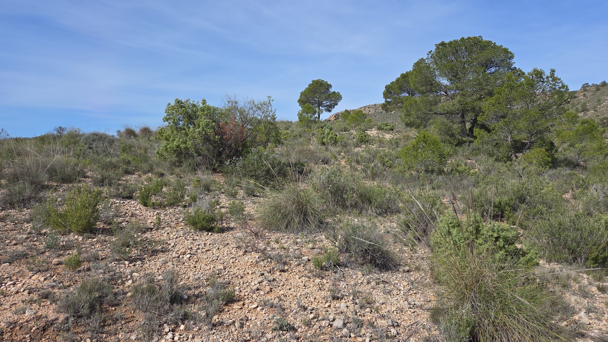 Building plot of over 27,000 m² in the mountains in Yecla