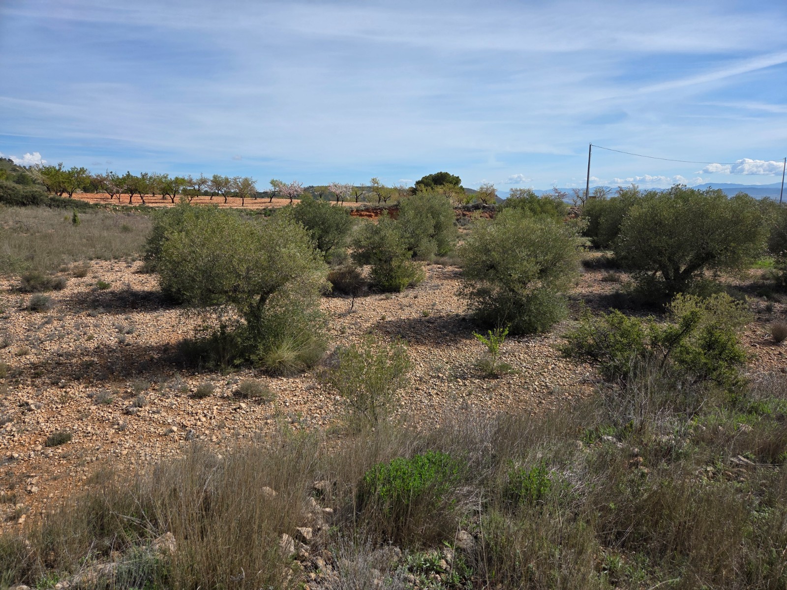Terrace in land for sale in Yecla