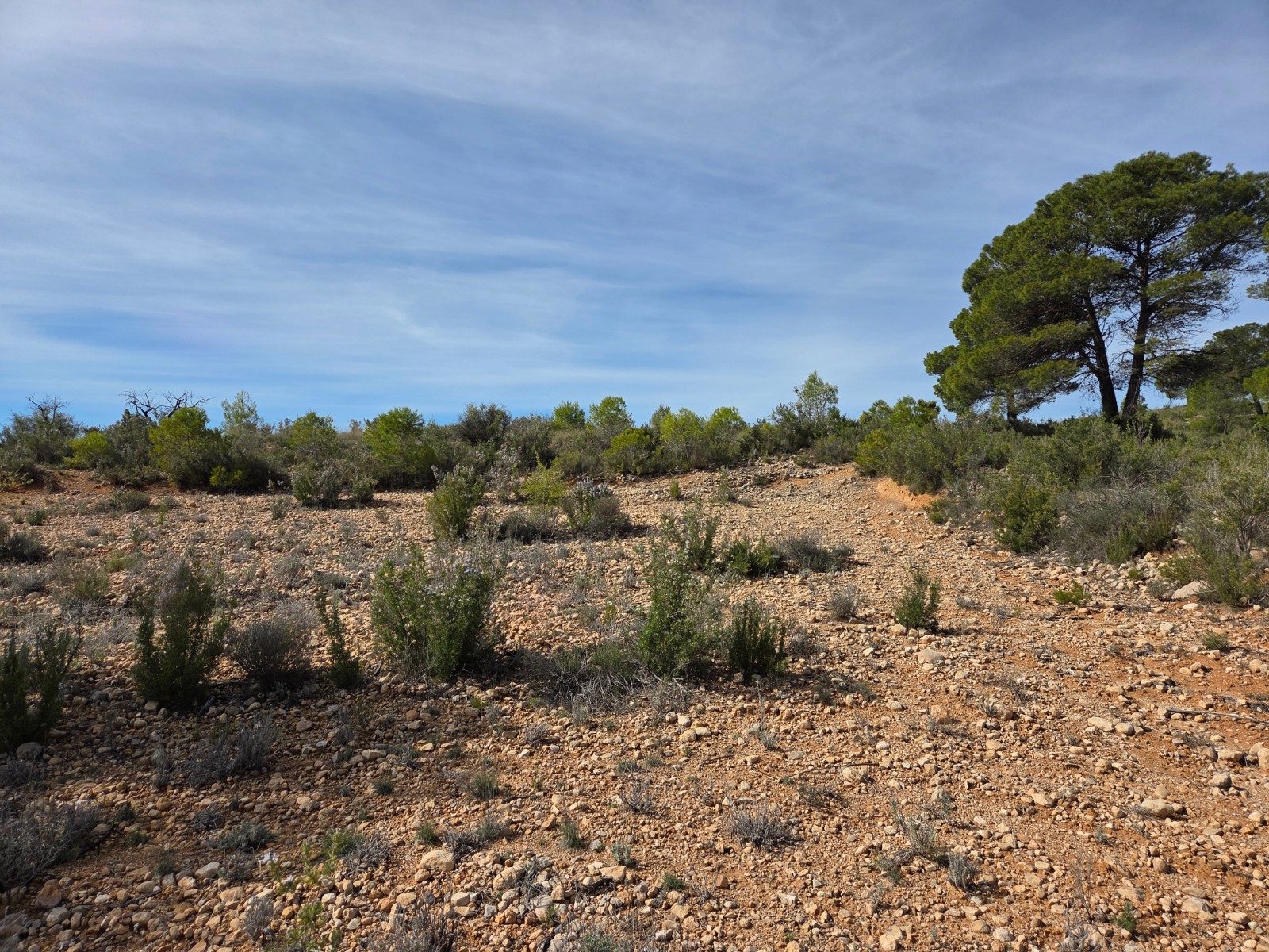 Garden in land for sale in Yecla