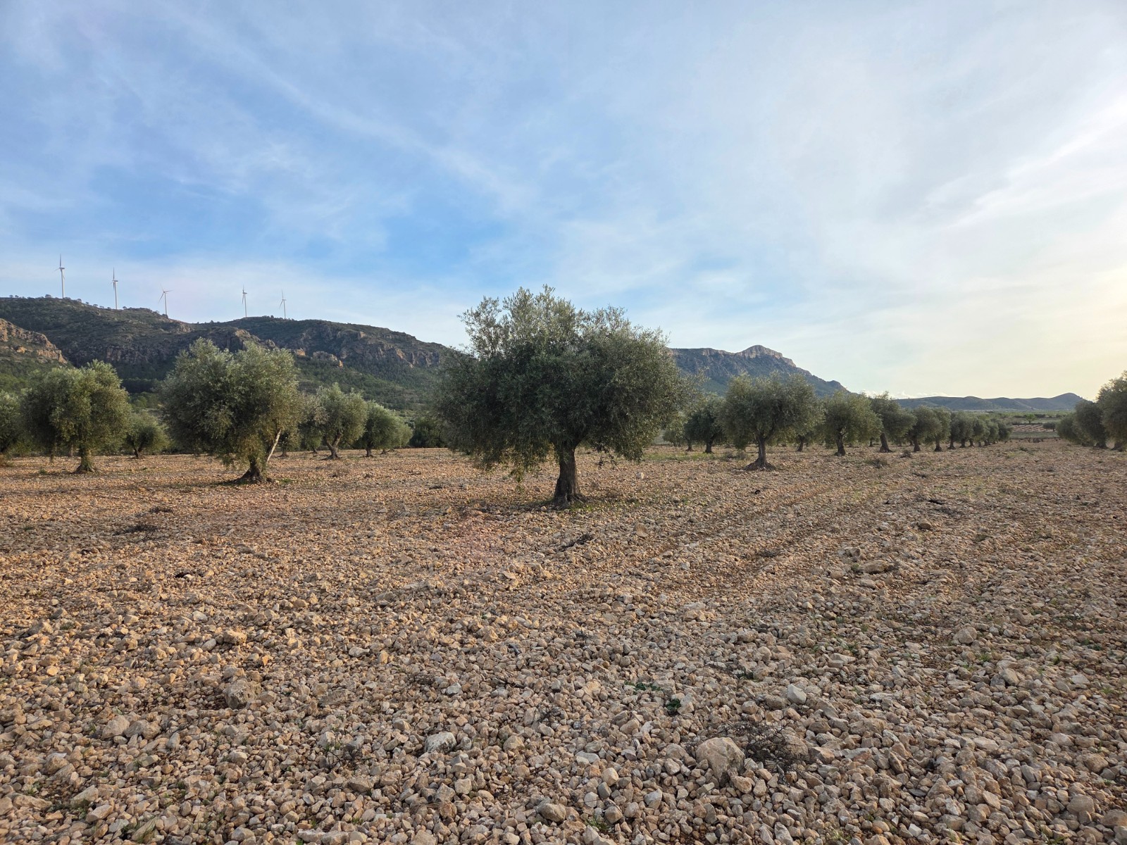 Terrace in land for sale in Jumilla