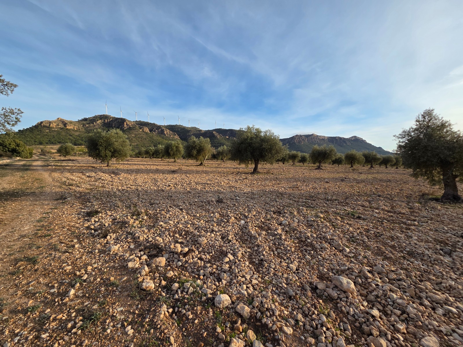 Pool area in land for sale in Jumilla