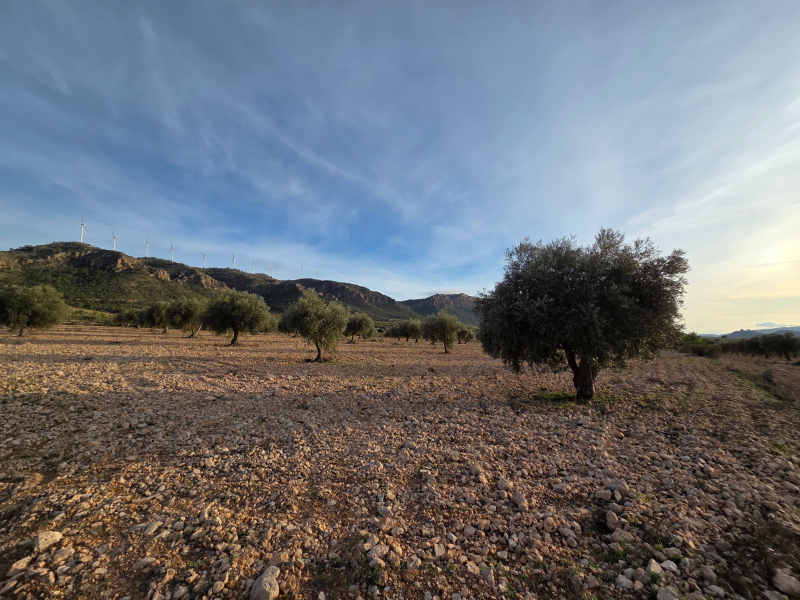 Garden in land for sale in Jumilla