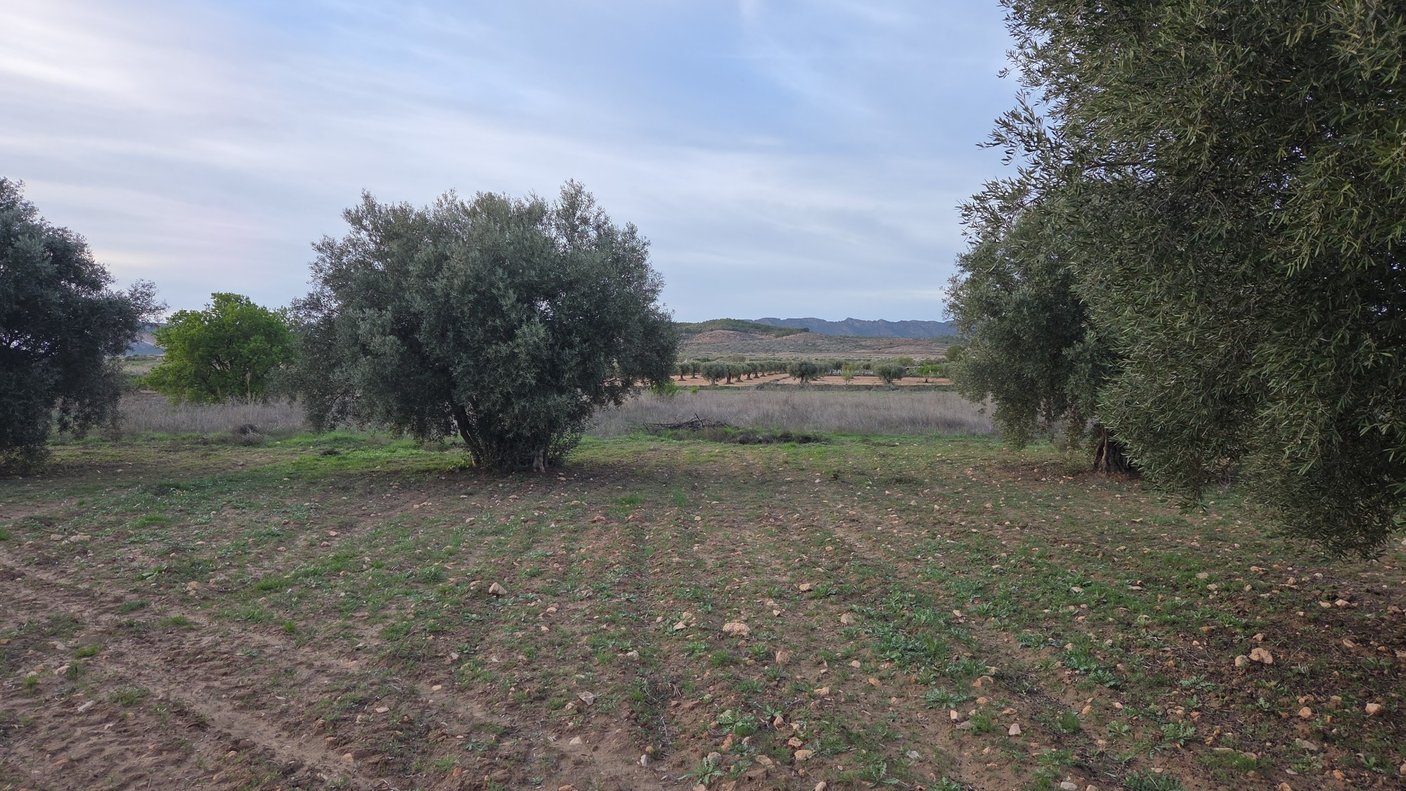 Terrace in land for sale in Jumilla