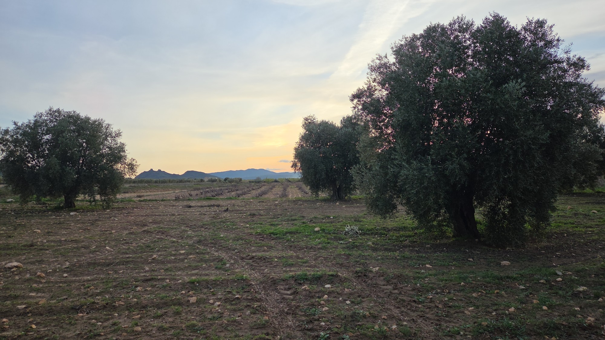 Pool area in land for sale in Jumilla