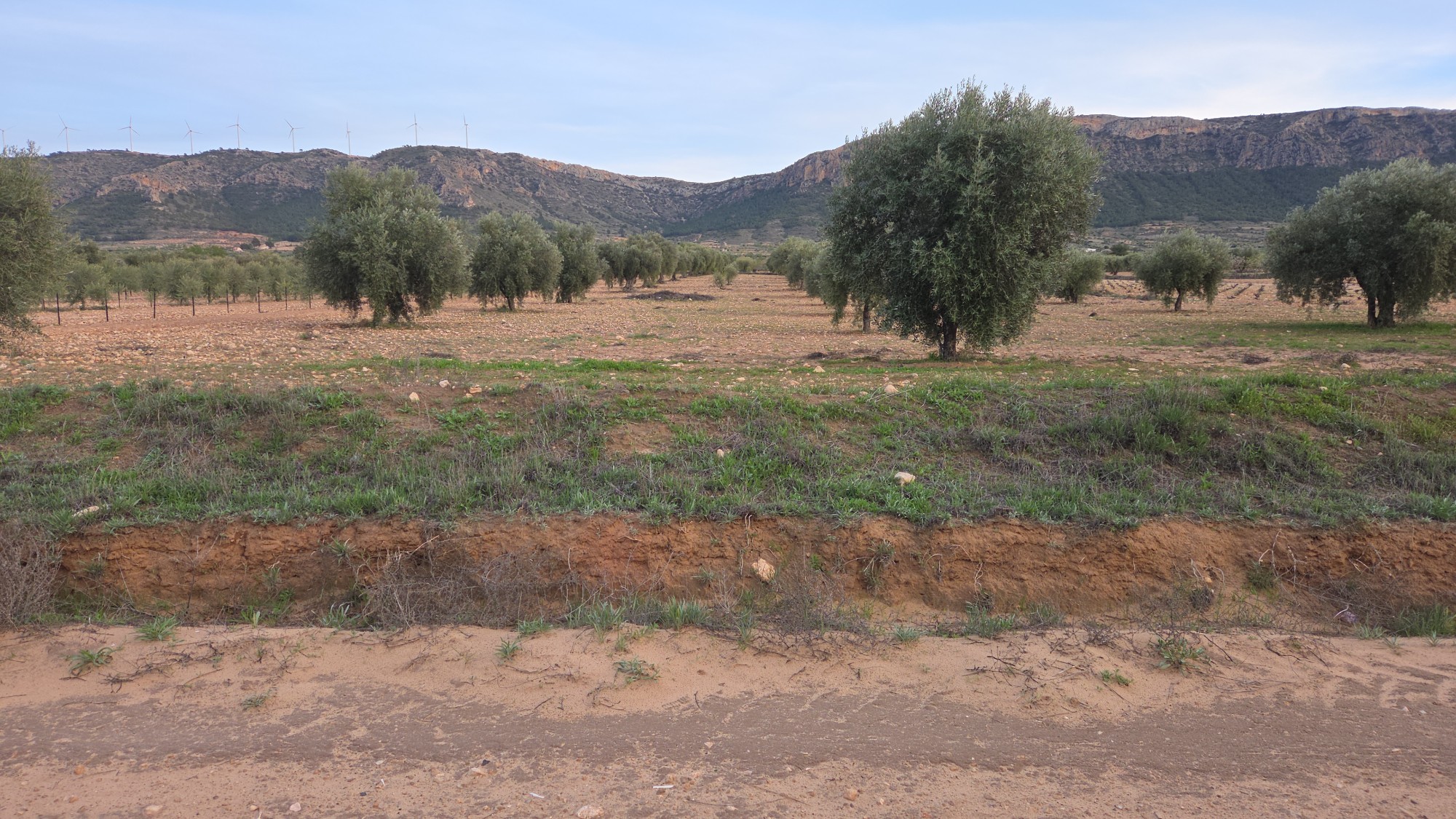 Terrace in land for sale in Jumilla