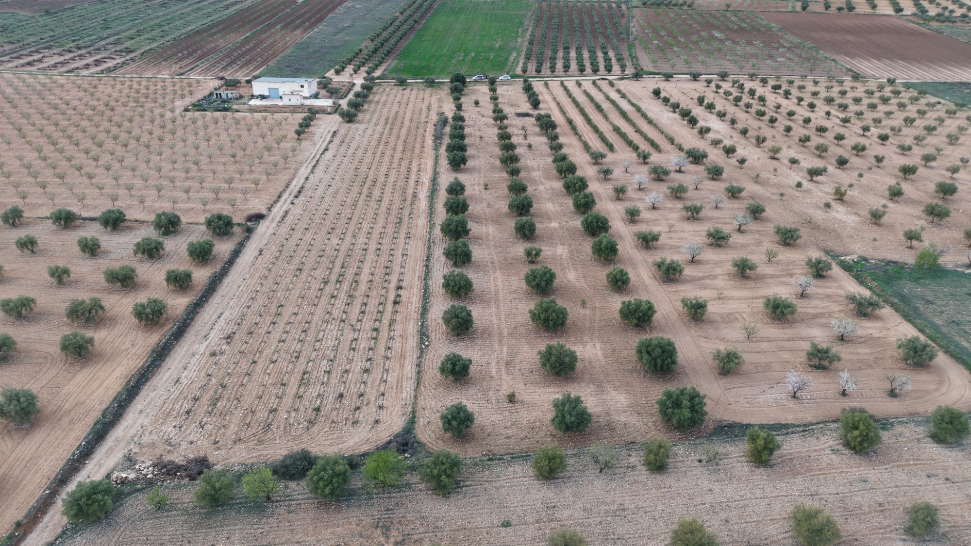 Garden in land for sale in Jumilla