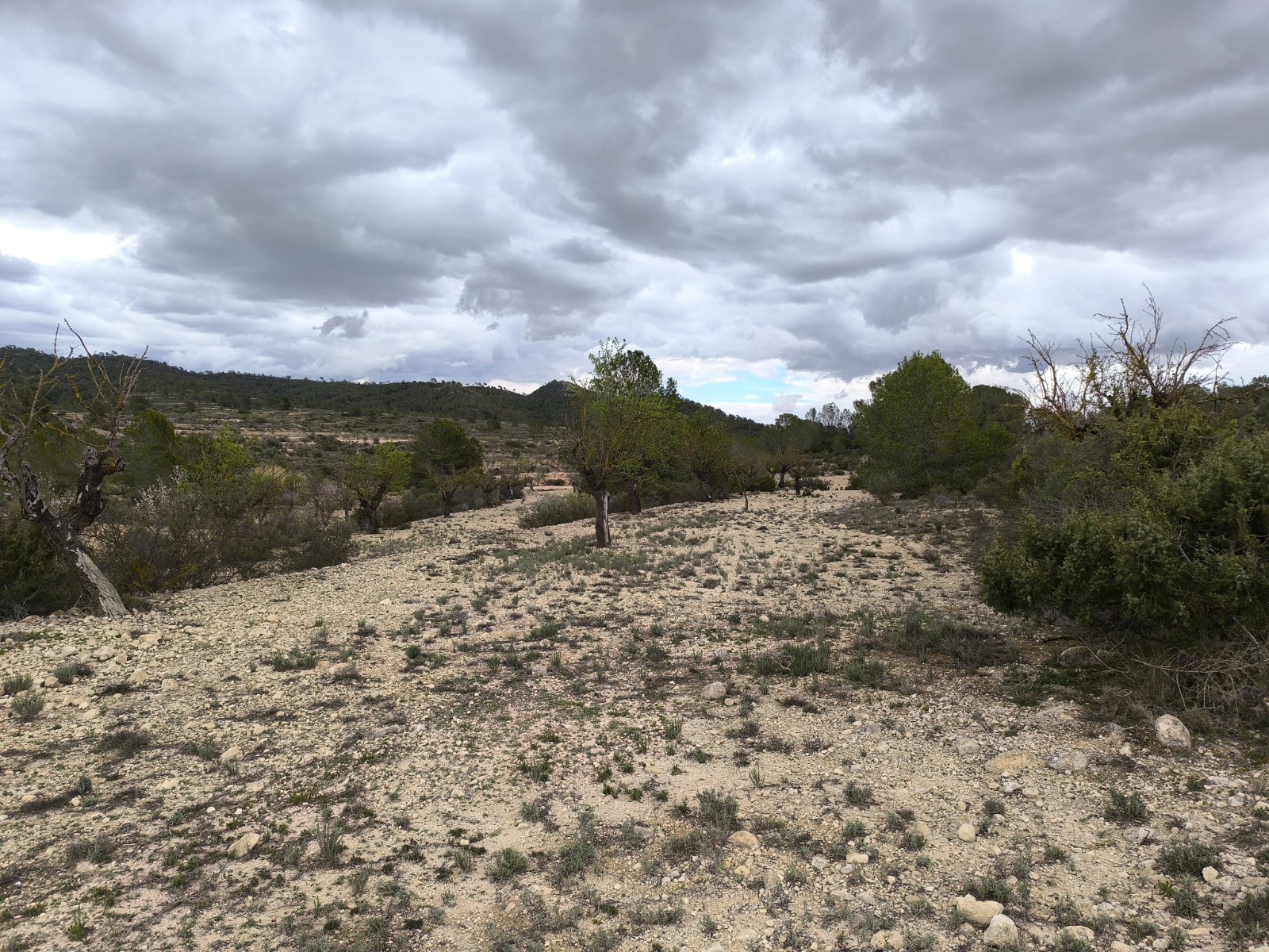Exterior view in land for sale in Monóvar/Monóver