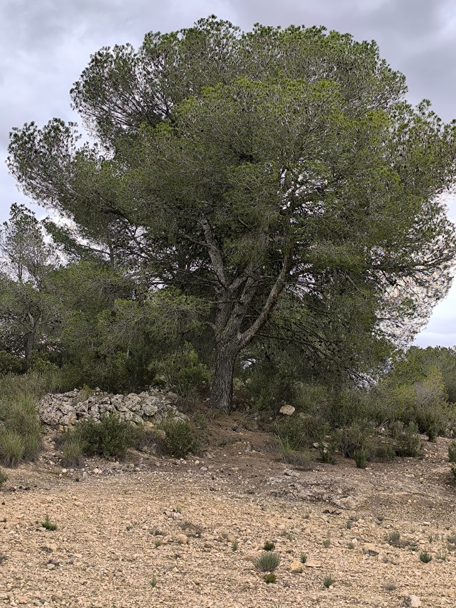 Garden in land for sale in Monóvar/Monóver