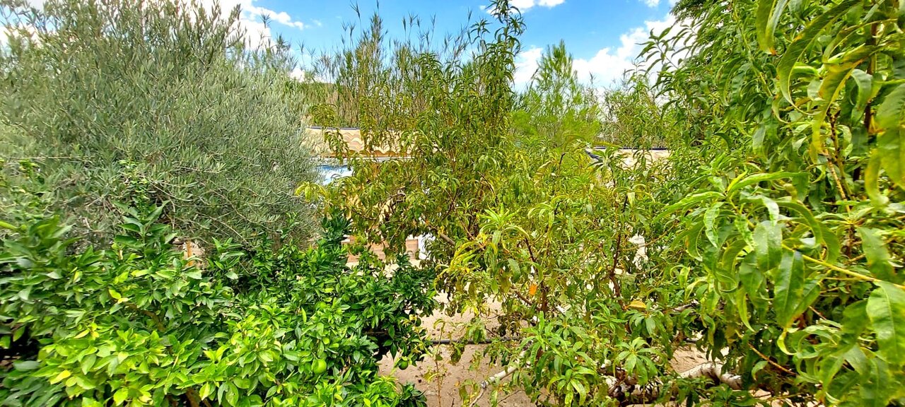 Garden in villa for sale in Calasparra
