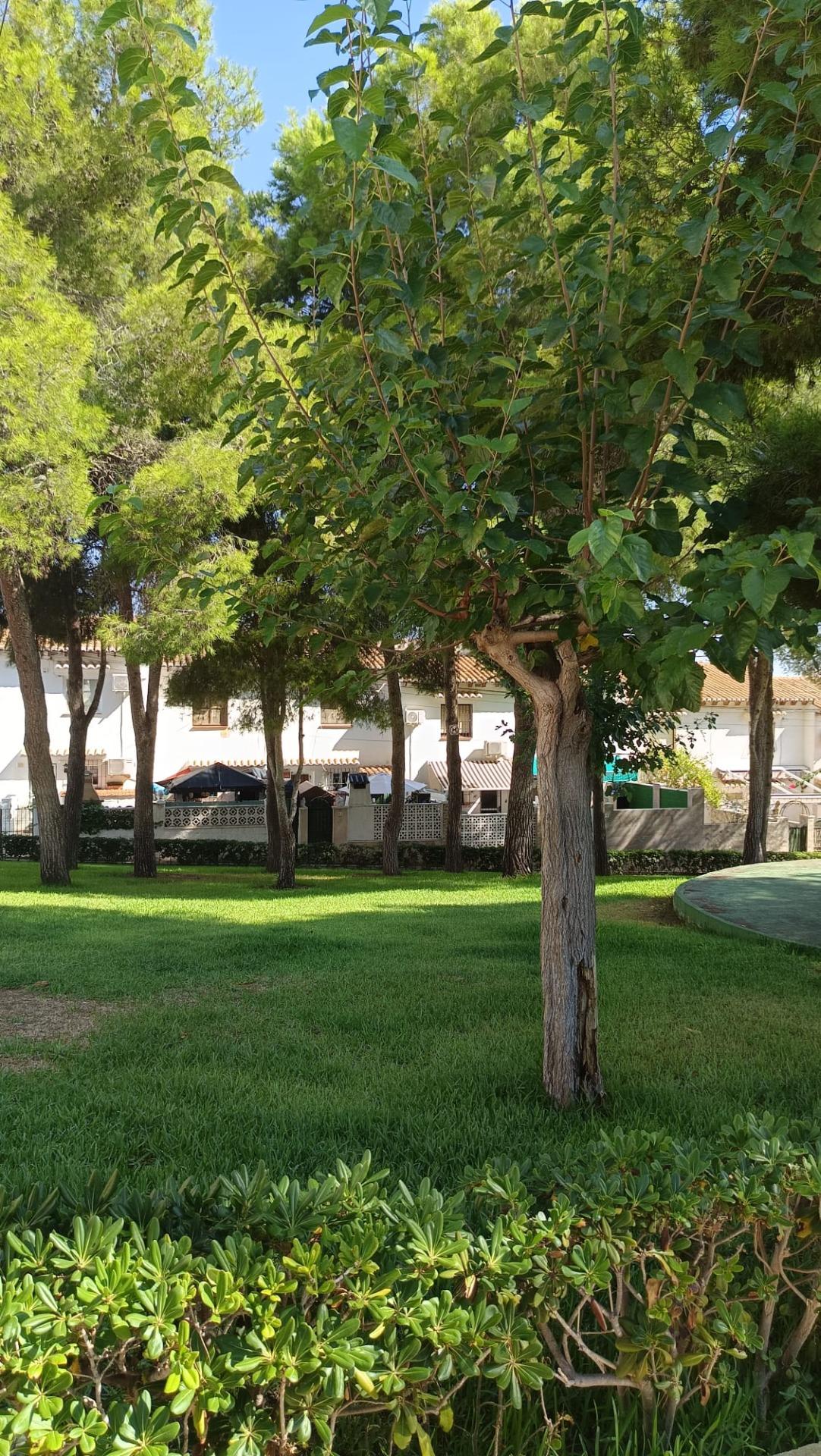 Pool area in terraced for sale in Torrevieja