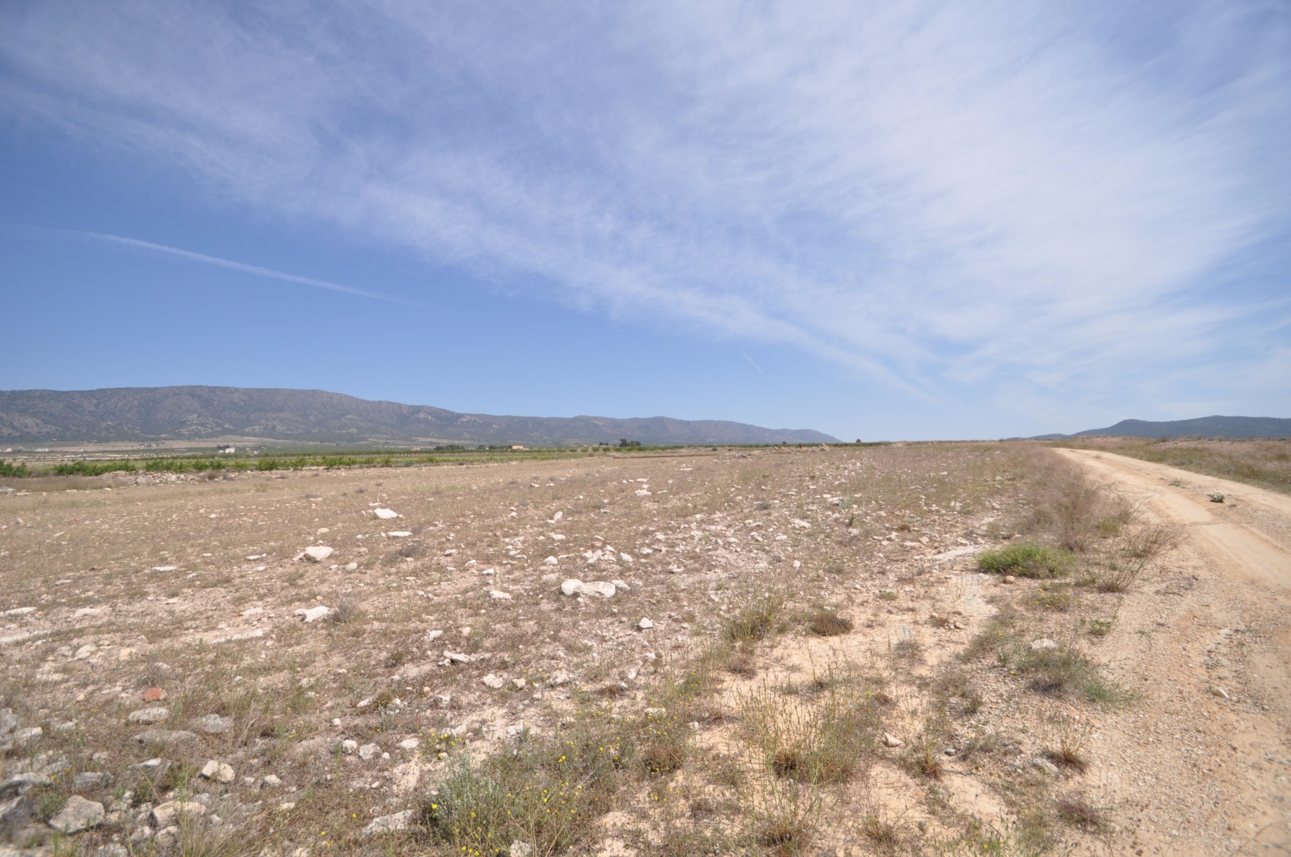 Garden in land for sale in Pinoso