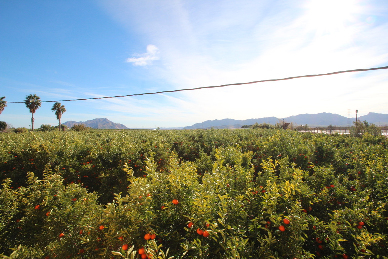 Terrace in finca for sale in Murcia