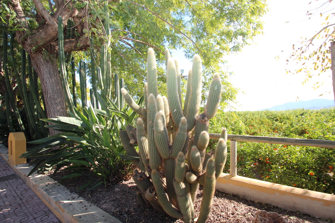 Pool area in finca for sale in Murcia