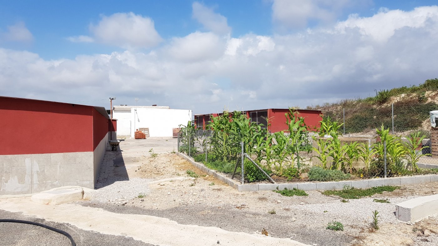 Pool area in finca for sale in Los Montesinos