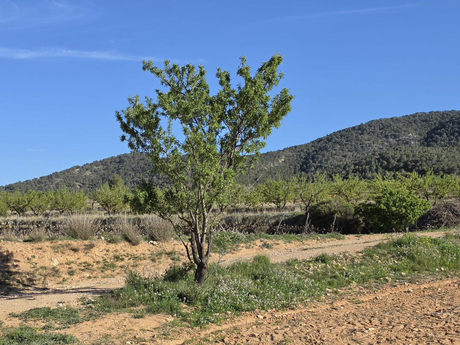 Exterior view in land for sale in Monóvar/Monóver