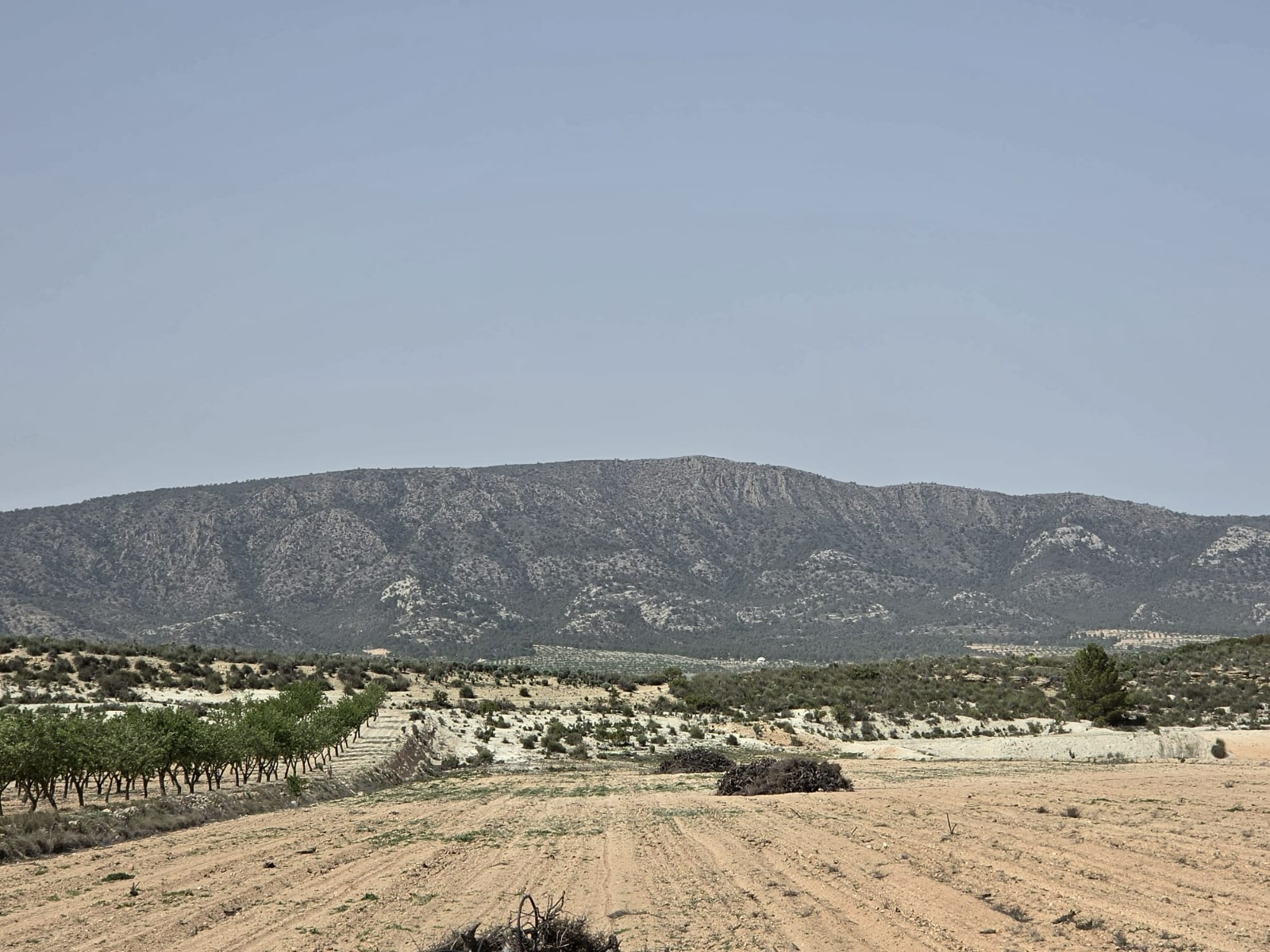 Exterior view in land for sale in Pinoso
