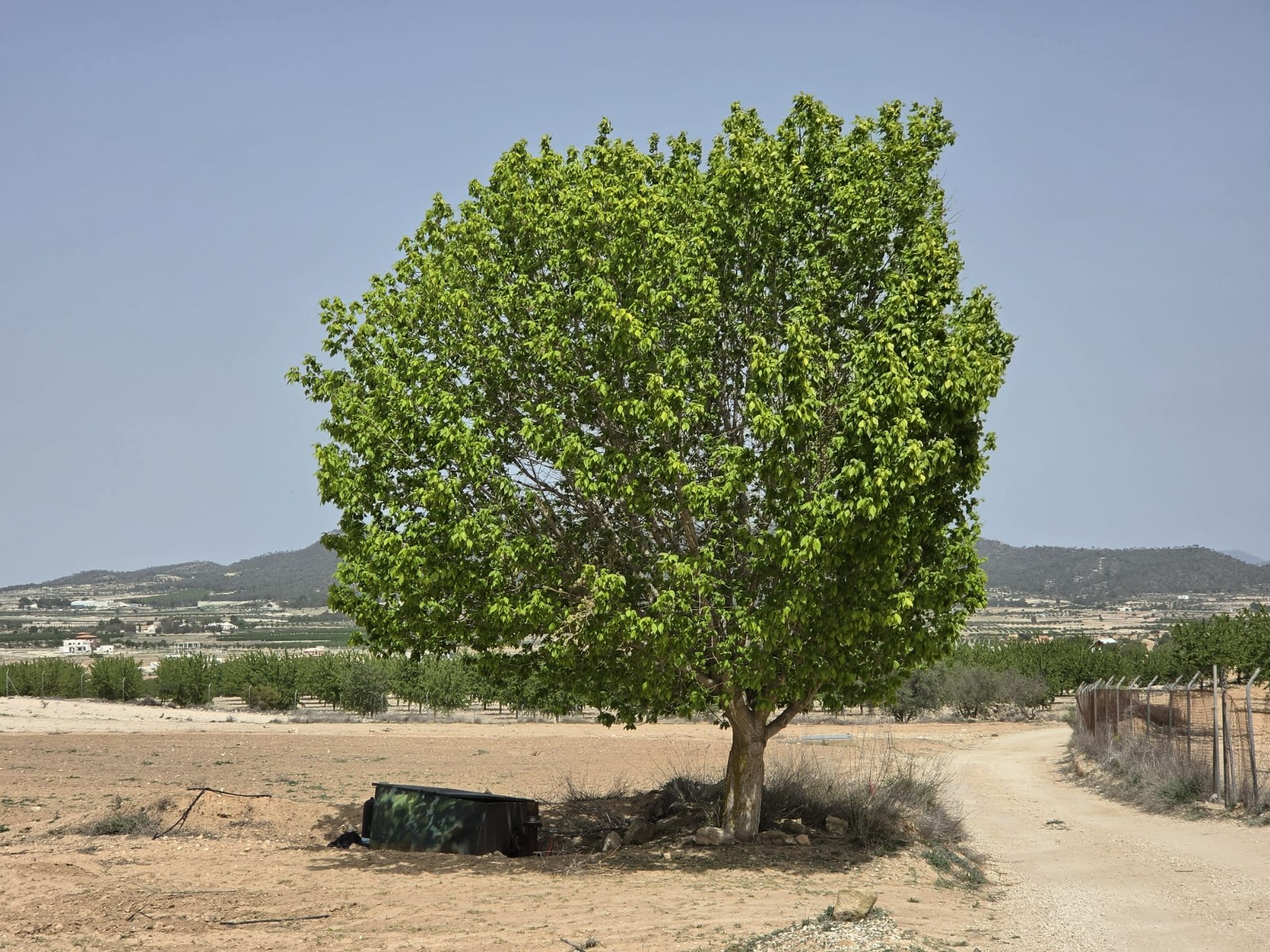 Garden in land for sale in Pinoso